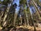 Mixed forests and a variety of trees on the slopes of Jura mountain and the canyon of the river Orbe, Vallorbe - Canton of Vaud