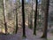 Mixed forests and a variety of trees on the slopes of Jura mountain and the canyon of the river Orbe, Vallorbe - Canton of Vaud