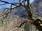 Mixed forests and a variety of trees on the slopes of Jura mountain and the canyon of the river Orbe, Vallorbe - Canton of Vaud