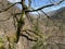 Mixed forests and a variety of trees on the slopes of Jura mountain and the canyon of the river Orbe, Vallorbe - Canton of Vaud