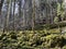 Mixed forests and a variety of trees on the slopes of Jura mountain and the canyon of the river Orbe, Vallorbe - Canton of Vaud