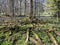 Mixed forests and a variety of trees on the slopes of Jura mountain and the canyon of the river Orbe, Vallorbe - Canton of Vaud