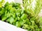 Mixed fresh aromatic herbs growing in pot, urban balcony garden with houseplants closeup