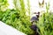 Mixed fresh aromatic herbs growing in pot, urban balcony garden with houseplants closeup