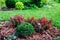 Mixed garden border with berberis thunbergii Admiration and Picea Mariana Nana