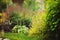 Mixed garden border with blooming spirea japonica Yellow Princess, Hydrangea Annabell, hostas and heucheras