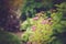 Mixed garden border with blooming spirea japonica Yellow Princess, Hydrangea Annabell, hostas and heucheras