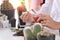 Mixed gardening. Woman doing a hobby garden Agriculture propagate and reproducing cactus on pot.