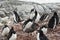 Mixed Gentoo Penguin and Adelie penguins colony on the Antarctic