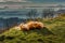 Mixed golden colored breed dog laying on back on green grass