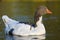 Mixed goose ( Grey - white) - Anser Anser