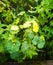 Mixed green leaves of some vegetable vines on tree