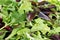 Mixed greens lettuce background