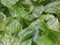 Mixed Greens, lettuce  - Stockpile of fresh vegetables, Johannesburg, South Africa