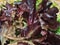 Mixed Greens, lettuce  - Stockpile of fresh vegetables, Johannesburg, South Africa