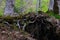 Mixed greenwood forest, mossy trees roots stick out of the ground. Photo depicting dark scary misty backwoods.