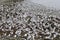 Mixed gulls feeding on herring roe washed up on beach