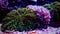 Mixed hairy Rhodactis mushroom coral in saltwater reef aquarium tank