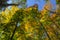 Mixed Hardwood Forest In Autumn In The Adirondack Mountains Of Ne