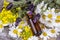 Mixed herbal oil. Essential oil various. Colorful flowers