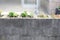 mixed herbs and flowers in a planting wall