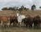 Mixed herd of Australian cattle roaming free in Queensland Australia.