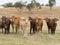 Mixed herd of Australian cattle roaming free in Queensland Australia.