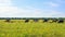 Mixed herd of cows and sheep in the field