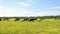 A mixed herd of cows and sheep in a green field with a blue sky