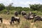 A mixed herd of herbivores in the savannah of Africa. Masai Mara, Kenya