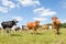 Mixed herd of Holstein dairy and Limousin beef cattle in a pasture