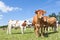 Mixed herd of Holstein dairy and Limousin beef cows in a sunny p