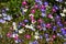 Mixed Lobelia flowers.