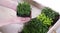 Mixed micro greens in growing trays in a white wooden delivery box. Women& x27;s hands put the tray with microgreens in the