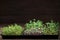 Mixed Microgreens in box on wooden table background