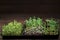 Mixed Microgreens in box on wooden table background