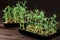 Mixed Microgreens in box on wooden table background