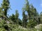 Mixed mountain forest in the area of Golubinjak forest park in Gorski kotar - Sleme, Croatia / MijeÅ¡ana goranska Å¡uma