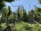 Mixed mountain forest in the area of Golubinjak forest park in Gorski kotar - Sleme, Croatia / MijeÅ¡ana goranska Å¡uma