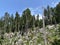 Mixed mountain forest in the area of Golubinjak forest park in Gorski kotar - Sleme, Croatia / MijeÅ¡ana goranska Å¡uma