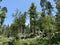 Mixed mountain forest in the area of Golubinjak forest park in Gorski kotar - Sleme, Croatia / MijeÅ¡ana goranska Å¡uma