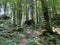 Mixed mountain forest in the area of Golubinjak forest park in Gorski kotar - Sleme, Croatia / MijeÅ¡ana goranska Å¡uma