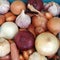 Mixed onions, shallots and garlic of different varieties