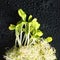 Mixed organic micro greens on black background with water drops. Fresh sunflower and heap of alfalfa micro green sprouts