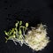 Mixed organic micro greens on black background with water drops. Fresh sunflower and heap of alfalfa micro green sprouts