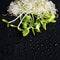 Mixed organic micro greens on black background with water drops. Fresh sunflower and heap of alfalfa micro green sprouts