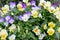 Mixed pansies beautiful flowers in the flowerbed. Pansies in garden