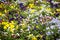Mixed pansies flowers in the garden, seasonal natural scene
