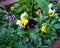 Mixed pansies in garden flower bed in garden