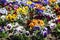 Mixed pansies in the garden, seasonal natural scene